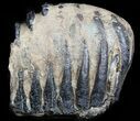 Partial Southern Mammoth Molar - Hungary #45559-1